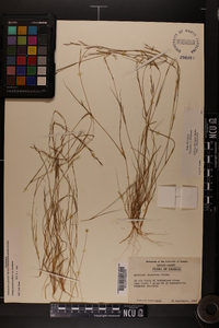 Aristida dichotoma image