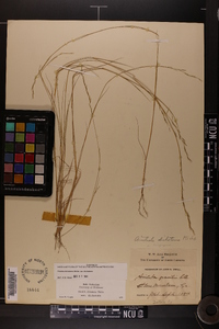 Aristida dichotoma image