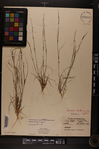 Aristida dichotoma image