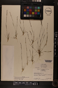 Aristida dichotoma var. dichotoma image