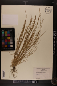 Aristida dichotoma image