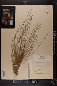 Aristida dichotoma var. dichotoma image