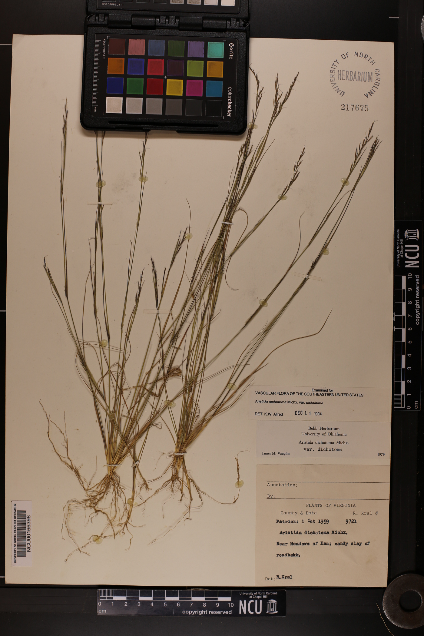 Aristida dichotoma var. dichotoma image