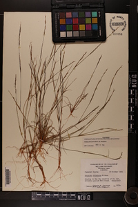 Aristida dichotoma var. dichotoma image