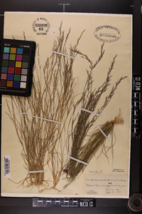 Aristida dichotoma image