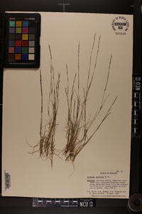 Aristida dichotoma var. dichotoma image