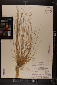 Aristida dichotoma var. dichotoma image