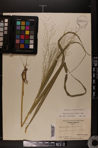 Eragrostis hirsuta image
