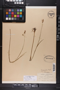Callisia rosea image