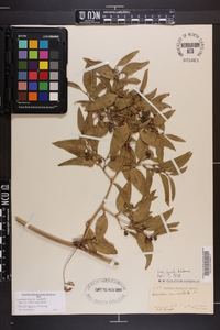 Smilax smallii image