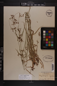 Rhynchospora mixta image