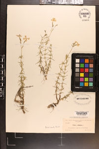 Phlox subulata image