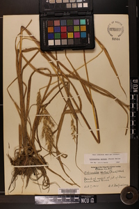 Echinochloa walteri image