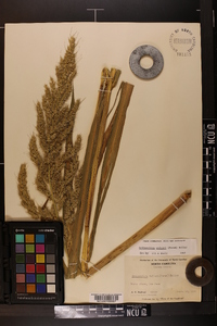 Echinochloa walteri image