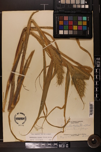 Echinochloa walteri image