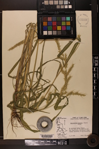 Echinochloa walteri image