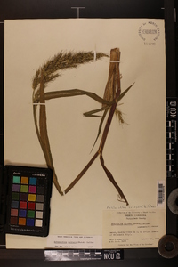 Echinochloa walteri image