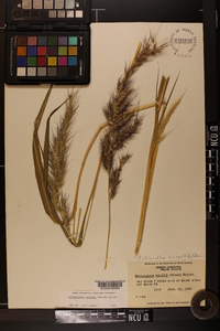 Echinochloa walteri image