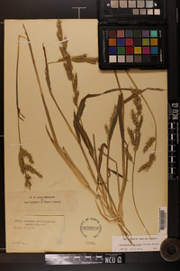 Echinochloa walteri image