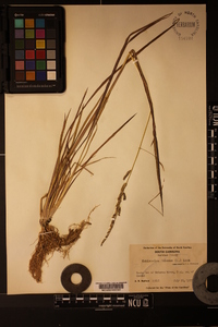 Echinochloa colona image