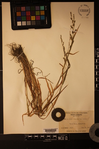 Echinochloa colona image