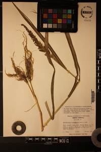 Echinochloa frumentacea image