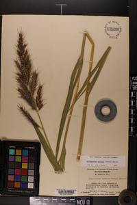 Echinochloa walteri image