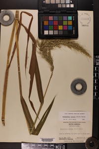 Echinochloa walteri image