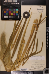 Echinochloa walteri image