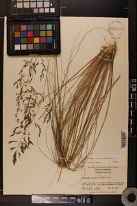 Eragrostis curvula image