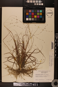 Eragrostis elliottii image