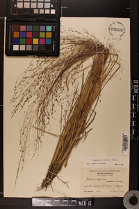 Eragrostis elliottii image