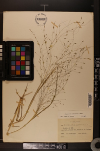 Eragrostis elliottii image