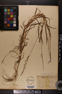 Echinochloa colona image