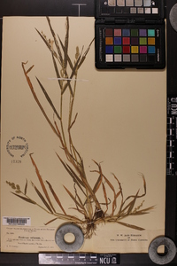 Echinochloa colona image