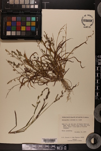 Echinochloa colona image