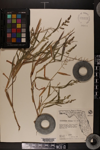 Echinochloa colona image