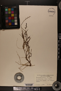 Echinochloa colona image