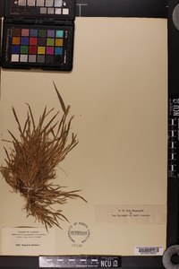 Echinochloa colona image