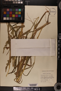 Echinochloa colona image