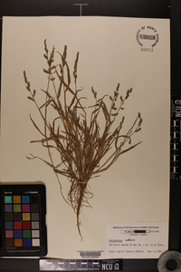 Echinochloa colona image