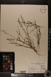 Echinochloa colona image