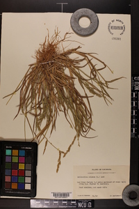 Echinochloa colona image