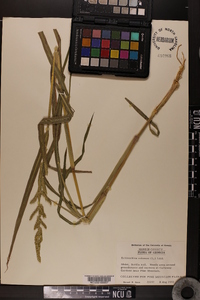 Echinochloa colona image