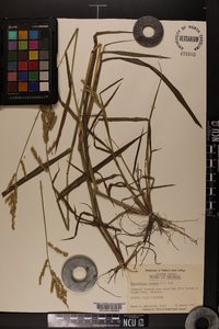 Echinochloa colona image