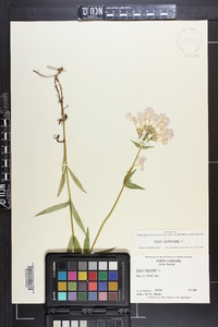 Phlox glaberrima image