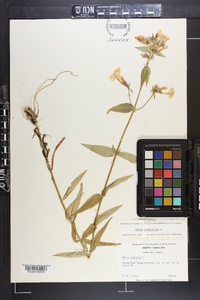 Phlox glaberrima image