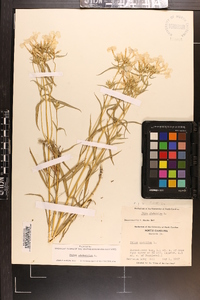 Phlox glaberrima image