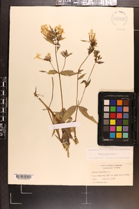 Phlox glaberrima image