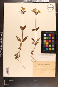 Phlox glaberrima image